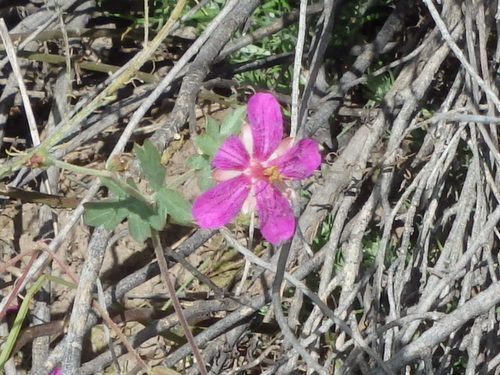 GDMBR: Roadside Flower.